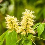 aesculus-glabra-2-10