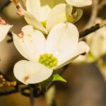 cornusflowers2012-2839