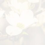 cornusflowers2012-2839-2