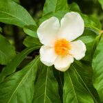 franklinia-1714