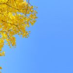 gingko