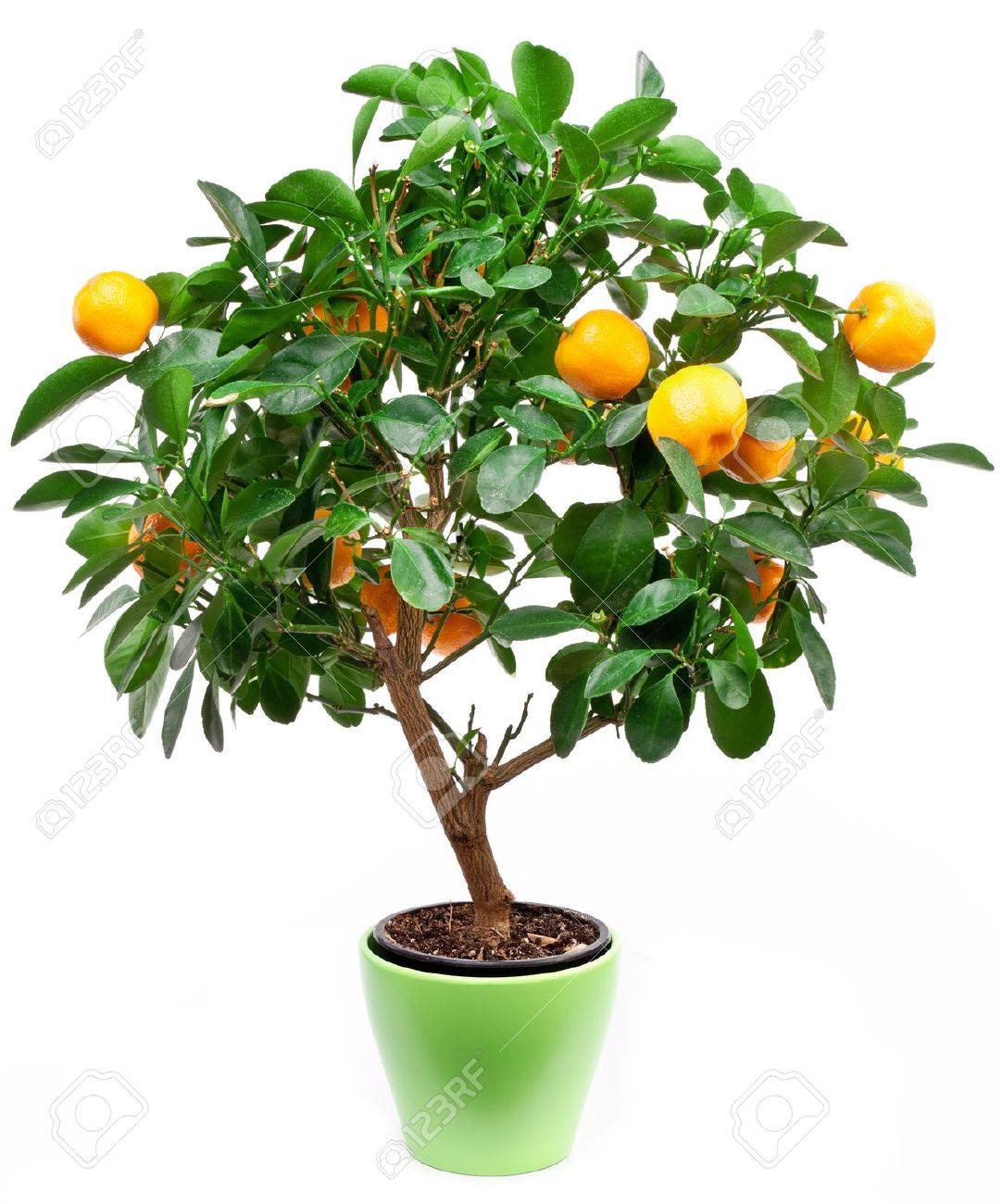9737684-Small-tangerines-tree-on-white-background--Stock-Photo-tree-lemon-orange