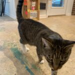 Lilu the cat