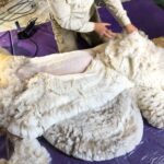 Alpaca wool being preped-River Hill Farm staff