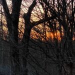 Sunset in trees
