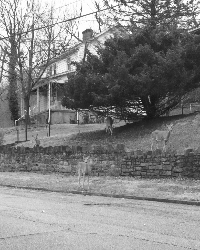 Image: A black and white photograph of a house on a hill next several trees. Four deers stand in the foreground near a stone wall. © Rachael Banks. Images courtesy of the artist.