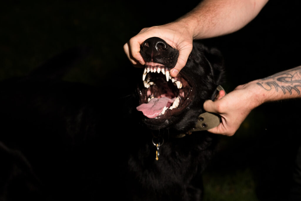 Image: A color photograph of a person holding the collar and snout of a black dog. The dog has his mouth open and tongue out. © Rachael Banks. Images courtesy of the artist.