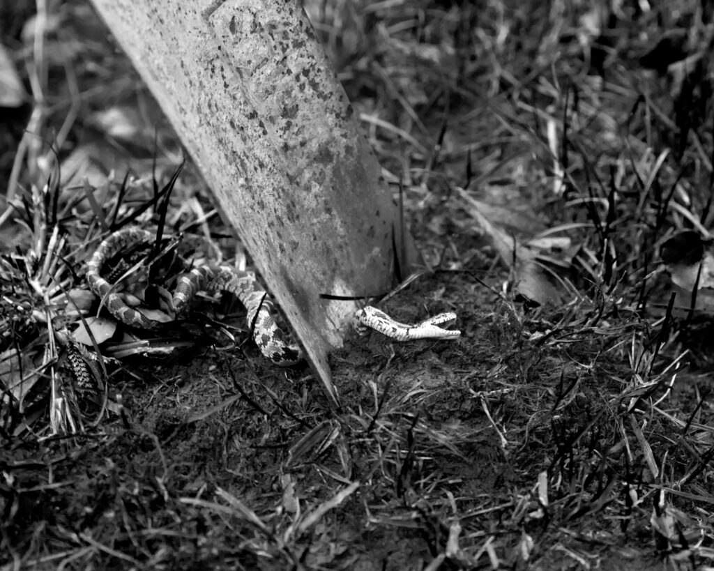 Image: A black and white photograph of a shovel cutting a small snake in half. © Rachael Banks. Images courtesy of the artist.